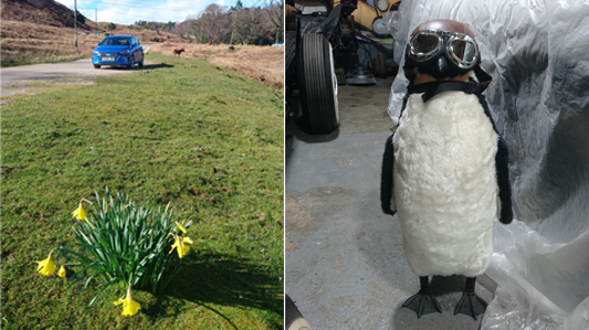 Inonq In Wales & A Welsh Penguin